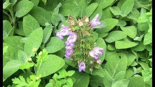 Benefits of Sage (Salvia Officinalis)