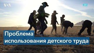 В США растет количество детей, занятых на опасных работах в нарушение законов о детском труде