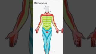 Know your DERMATOMES | Dr. Gloria Sanders