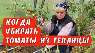 Убираем кусты томатов из теплицы. Когда и зачем.