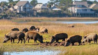 Saving our Town From Destructive Animals