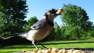 Red-bellied woodpeckers and a blue jay getting breakfast in springtime