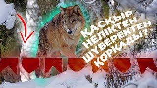 ҚАСҚЫРЛАР НЕЛІКТЕН ҚЫЗЫЛ МАТАДАН ҚОРҚАДЫ? | ҚАСҚЫРЛАР ҮЙІРІ ЖАЙЛЫ ҚЫЗЫҚТЫ ДЕРЕКТЕР