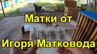 Матки от матковода Игорь Йовбак