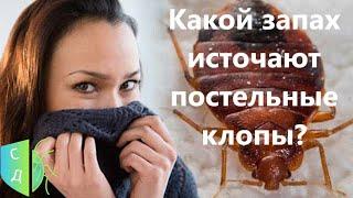 Запах клопов. Чем пахнут постельные клопы, если их раздавить.