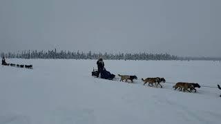 Iditarod 2020