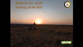 bıldırcın avı,  yeni sezon, 24.09.2023 quail hunting, part-4, english pointer ile bıldırcın avı