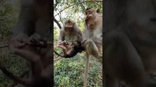 Wild mom monkey keep taking care her babies #animalsfarmofficial #wildlife