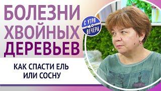 Болезни хвойных деревьев. Как спасти ель или сосну