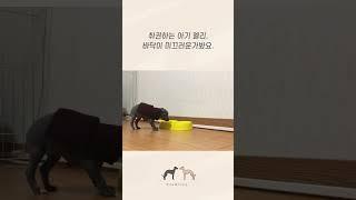 취권하는 꼬꼬마 시절 엘리. 바닥이 너무 미끄러워요