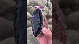 #NZ Paua #pinoy sa nz