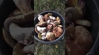 Рошаль.д.Семёновская.