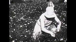 Perfume distillation at Grasse, France / La distillation des parfums à Grasse (1909)