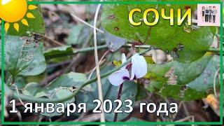 Сочи: 1 января 2023 года. Прогулка по лесу в поисках первых цветов.