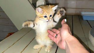 SAND CAT SHOWED A WILD ANIMAL / Maine Coon kitten found a daddy