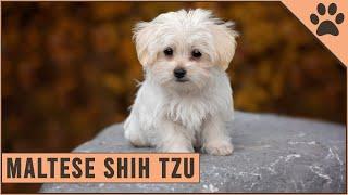 Maltese Shih Tzu Mix - Mix Breed Information