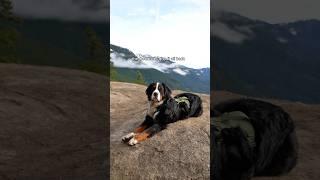 The mountains is where Benny truly comes alive ️ #adventuredog #hikingwithdogs #hikingdog