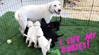 LABRADOR DAISY FEEDS HER SIX WEEK OLD PUPPIES!