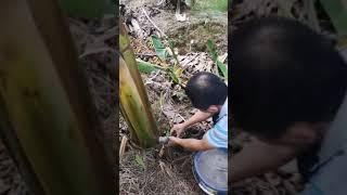 Banana Farming #Agriculture #tools #skill