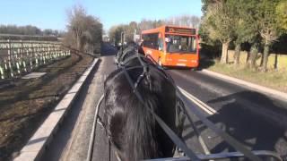 Breaking a shire horse to carriage drive as a single - Roger