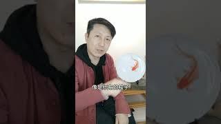 金鱼文化 第14集 - 5大品系之 草种金鱼