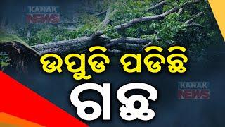 Trees Uprooted In Astaranga, Clearing Work Underway By Fire Department