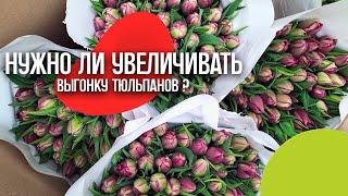 Когда увеличивать выгонку тюльпанов? #выгонкатюльпанов #цветы #веревкинмаксим