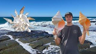 Finding seashells after 2 weeks of storms! Bonnet seashell jackpot at the beach | How to find shells