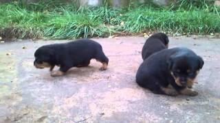 Rottweiler falka elindul