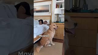 My dogs have very different personalities #dogsofyoutube #dog #dogs #morning #husky #puppy