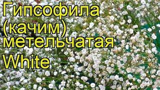 Гипсофила метельчатая Вайт. Краткий обзор, описание характеристик gypsophila paniculata White