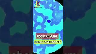 small lymphocyte under microscope.