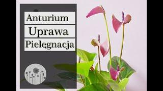 Anturium - jak dbać i pielęgnować. Uprawa, wymagania, choroby i szkodniki anturium