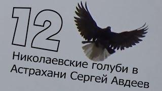 Николаевские голуби в Астрахани Сергей Авдеев (12)