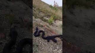 Snake Swallowed an AK-47 | Strange Snake | #shorts