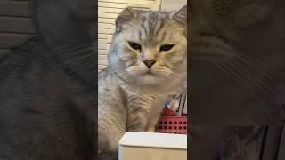고양이 이름을 계속 불렀더니…
