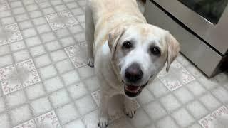 Kona Star the yellow lab loving her chicken #YellowLab