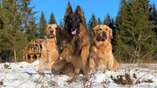 Golden Retrievers and German Shepherd Playing in Snow! Happiest Dogs Ever!