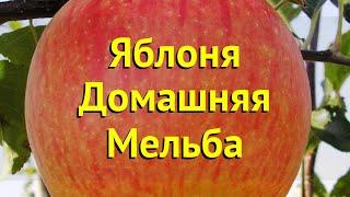 Яблоня домашняя. Краткий обзор, описание характеристик, где купить саженцы malus domestica Мельба