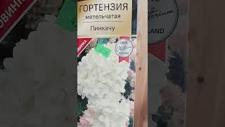 ОБРЕЗАЙТЕ ГОРТЕНЗИЮ ТОЛЬКО ТАК‼️