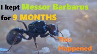 I Kept Messor Barbarus for 9 Months. 1--100s, insane growth !!