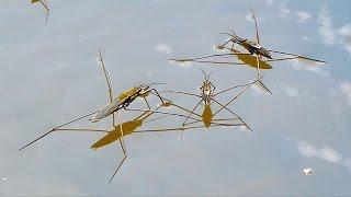 The common pond skater/common water strider - Bruslařka obecná (Gerris lacustris)