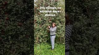 Russian pronoun: "на которой"