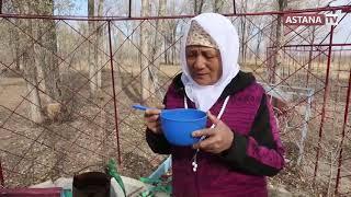 Ғажайып Қазақстан. Жамбыл облысы, Тұрар Рұсқұлов ауданы (04.05.2019)