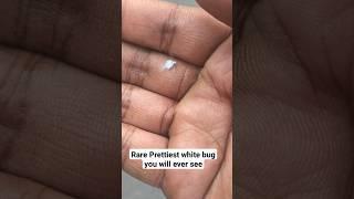 Prettiest White Bug (*I'm recording this*) #bug #youtube #trending #shorts #youtuber #share