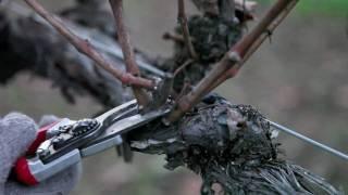 How to Prune Grapes in Winter: Double Grapevine Pruning Technique