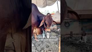 Aggressive Sahiwali Cow | Powerful Qurbani Cow 2025 | Mera Shauk Official
