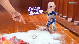 Baby monkey Kyo spills flour and rushes to clean up before dad gets home!