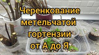 Деревенские будни/Черенкование метельчатой гортензии от А до Я