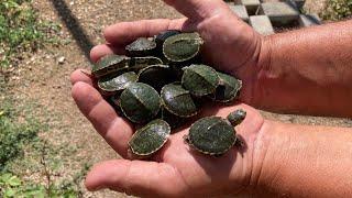 It rains and the next day I find all these baby turtles !!